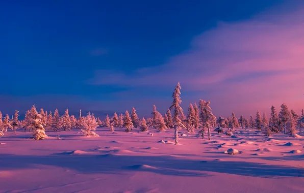 Картинка зима, небо, солнце, снег, деревья, рассвет