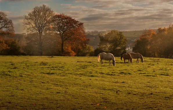 Картинка поле, осень, пейзаж, кони, лошади