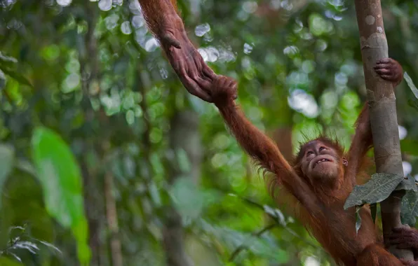 Картинка Индонезия, Гунунг-Лёсер, суматранский орангутан
