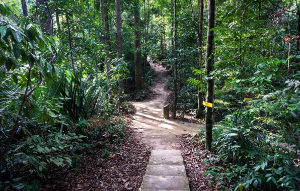 Картинка forest, jungle, nature, walk, malaysia, relaxing, trekking