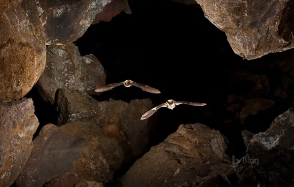 Картинка летучая мышь, пещера, США, Айдахо, серая ночница, большая ночница, Moon National Monument and Preserve