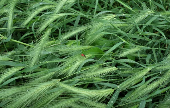 Картинка дождик, лето, трава, капли, насекомое