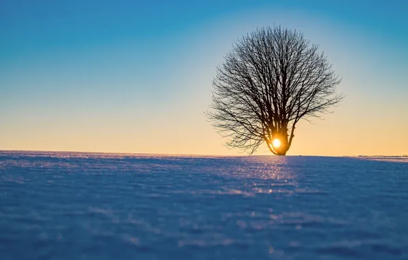 Картинка солнце, снег, дерево