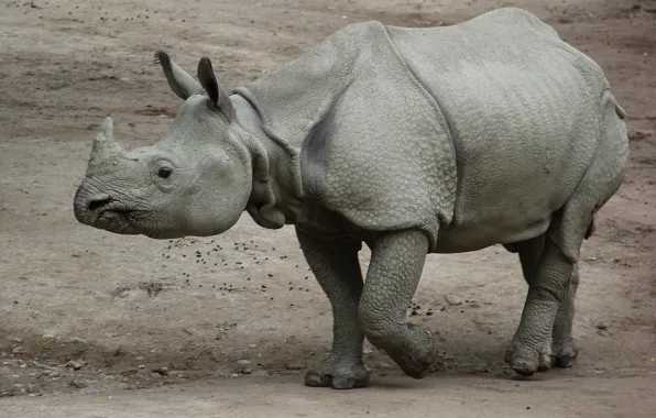 Картинка песок, серый, малыш, носорог, молодой, indian, азиатский, индийский, Rhinoceros, панцирный, Indian rhinoceros