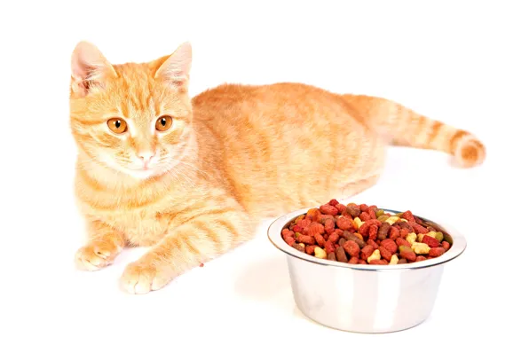 Картинка кот, еда, рыжий, белый фон, лежит, миска, корм, на полу