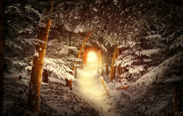 Картинка зима, лес, снег, деревья, тропа, туннель, свет в конце тоннеля