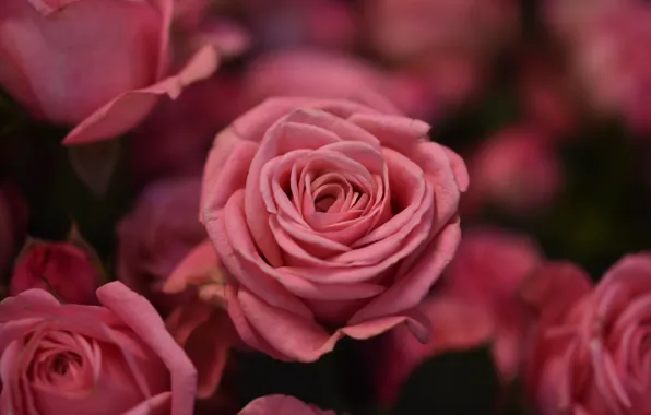 Картинка цветы, розы, букет, бутоны, лепестки роз