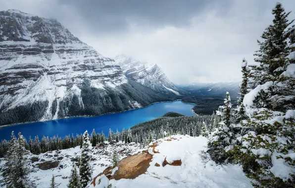 Картинка зима, лес, снег, Горы, Канада, озеро Peyto
