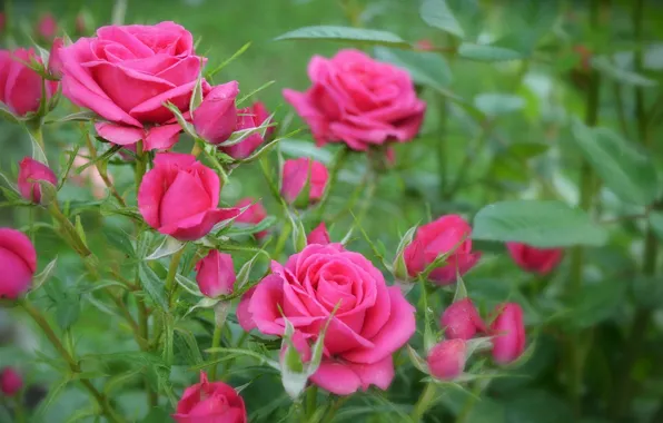 Картинка Боке, Bokeh, Pink roses, Розовые розы