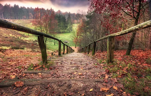 Картинка осень, природа, лестница