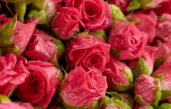 Картинка цветы, фон, розы, розовые, fresh, pink, flowers, background, roses, natural