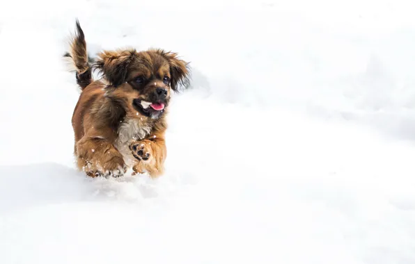 Картинка зима, снег, собака, щенок
