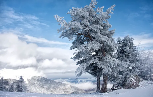 Картинка Небо, Зима, Дерево