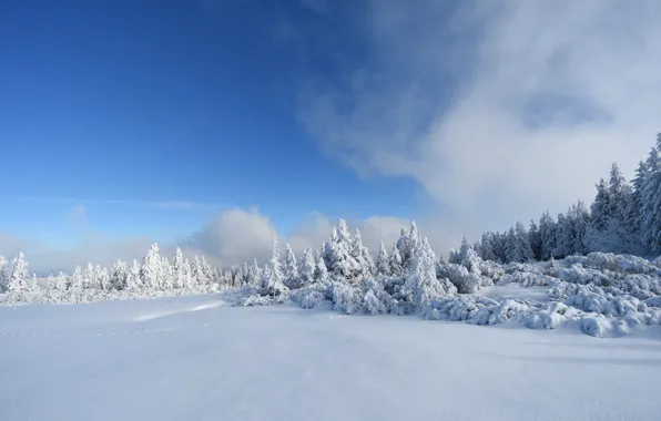 Картинка Зима, Деревья, Снег, Мороз, Winter, Frost, Snow, Trees, Сугробы