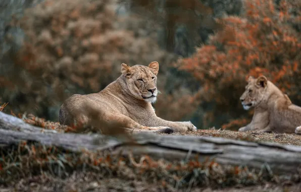 Картинка природа, отдых, пара, львы