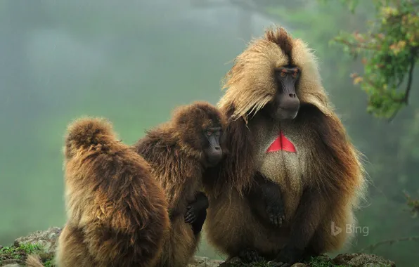 Картинка примат, Эфиопия, гелада, Simien Mountains National Park