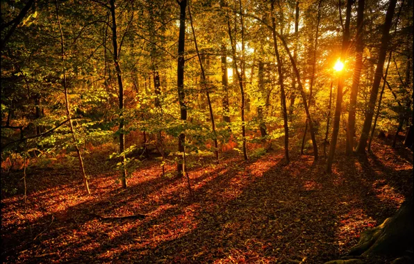 Картинка осень, лес, листья, солнце, лучи, деревья, желтые