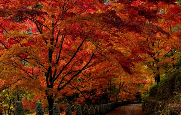 Картинка осень, деревья, парк, Япония, аллея, Nara Park