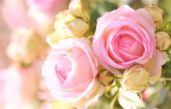 Картинка размытость, бутоны, розовые розы