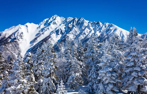 Картинка зима, лес, небо, солнце, снег, деревья, горы, Япония, Nagano