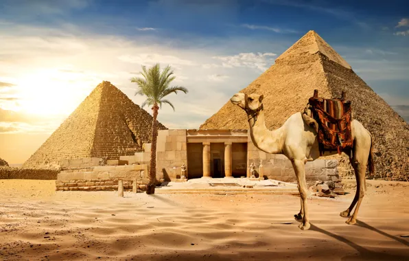 Картинка песок, небо, солнце, пальма, камни, пустыня, верблюд, Египет, пирамиды, Cairo