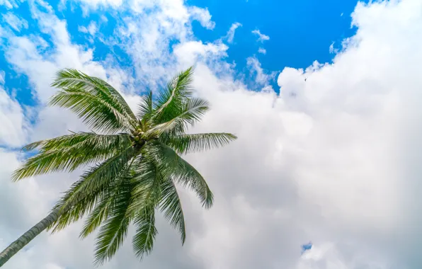 Картинка небо, облака, природа, пальма, sky, nature, clouds, palm trees