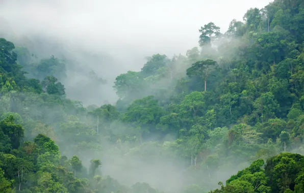 Картинка зелень, лес, деревья, туман, джунгли, Jungle