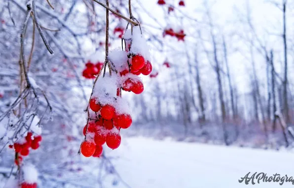 Картинка christmas, holidays, snow, berries, snow flakes