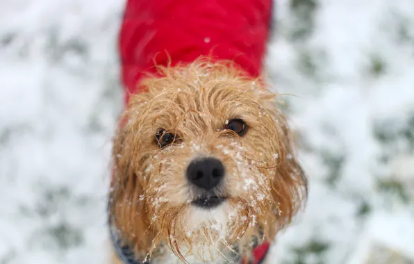 Картинка зима, взгляд, снег, друг, собака, шерсть
