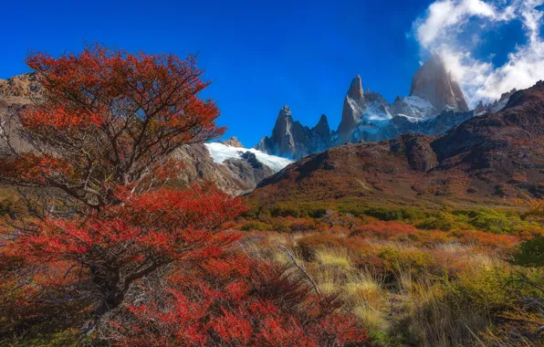 Картинка осень, деревья, горы, вершина, пик, Аргентина, Санта-Крус
