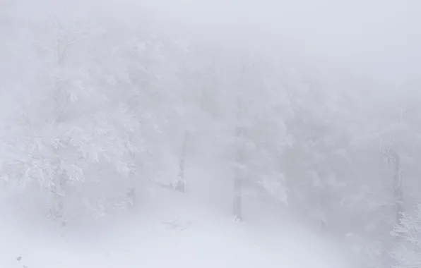 Картинка лес, снег, туман