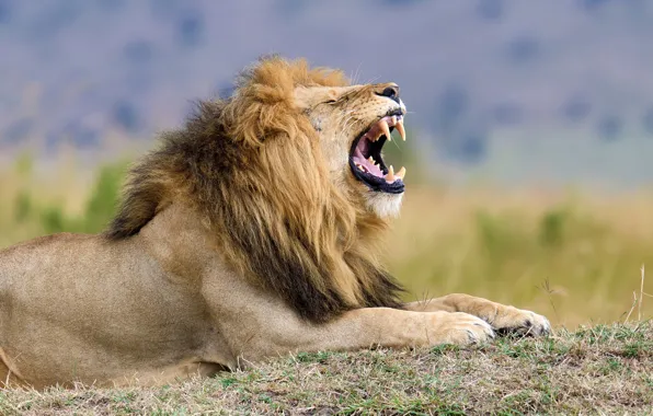 Картинка lion, predator, growl