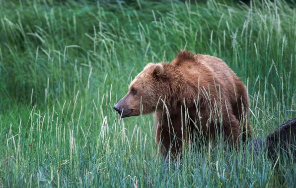 Картинка трава, природа, Аляска, США, бурый медведь