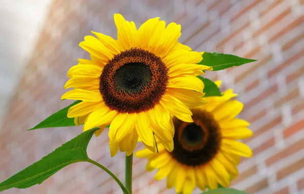 Картинка Flower, Yellow, Sunflower