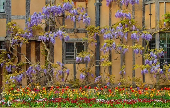 Картинка цветы, дом, стена, Англия, глициния, вистерия, Стратфорд-апон-Эйвон