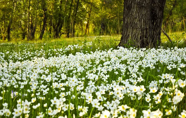 Картинка Поле, Весна, Цветочки, Spring, Цветение, Field, Flowering, Белые Цветы, White flowers