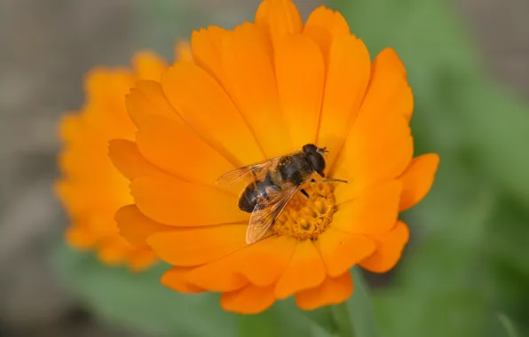 Картинка flower, hana, bee, by ho4hoj