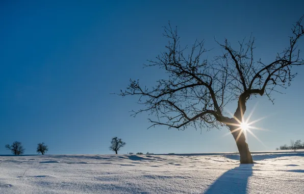 Картинка зима, солнце, снег, деревья, Германия, Schwarzwald