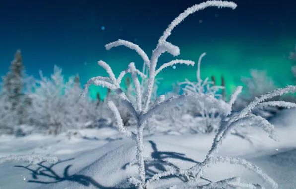 Картинка зима, лес, свет, снег, ночь, ветки, природа, северное сияние, север, боке