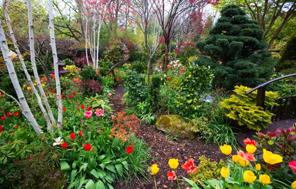 Картинка деревья, цветы, Англия, сад, тюльпаны, мостики, кусты, Walsall Garden
