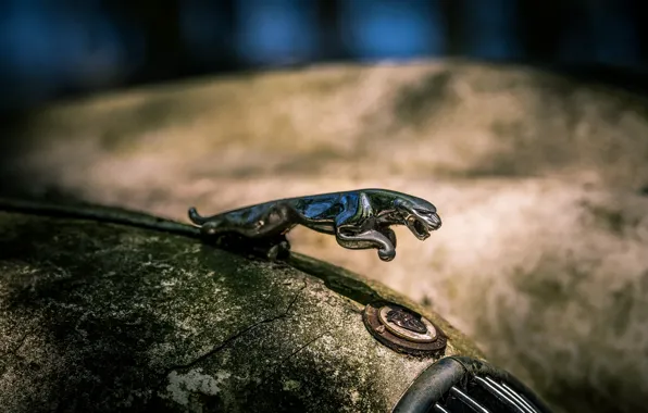 Картинка машина, знак, Jaguar
