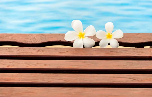 Картинка цветы, бассейн, summer, white, wood, flowers, плюмерия, plumeria