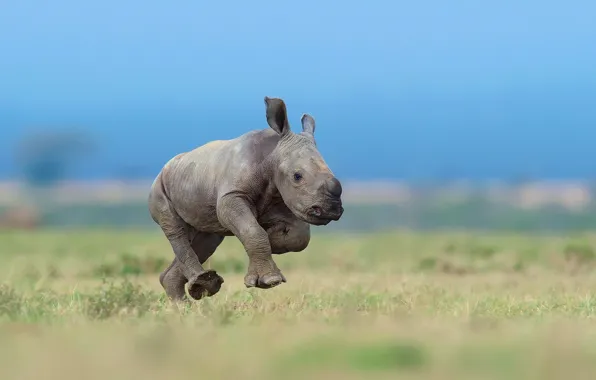 Картинка небо, мелкий, носорог, детёнышь, бягит, носорожек
