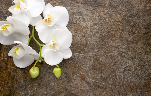 Картинка цветы, белая, white, бутоны, орхидея, flowers, orchid