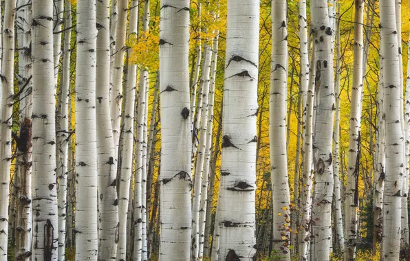Картинка деревья, Колорадо, США, осина