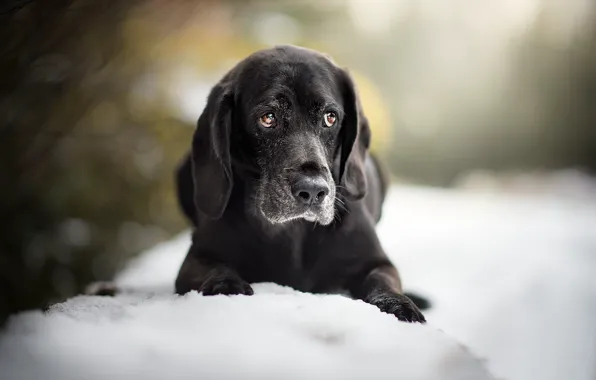 Картинка снег, собака, щенок, боке