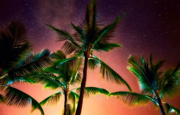 Картинка небо, звезды, ночь, пальмы, листва