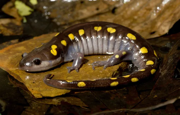 Картинка природа, саламандра, жёлтопятнистый лягушкозуб