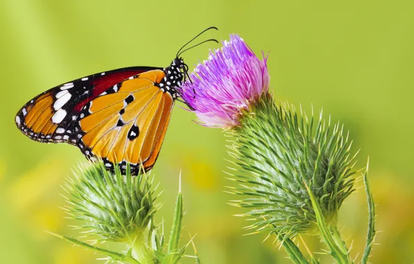 Картинка бабочка, butterfly, монарх, чертополох