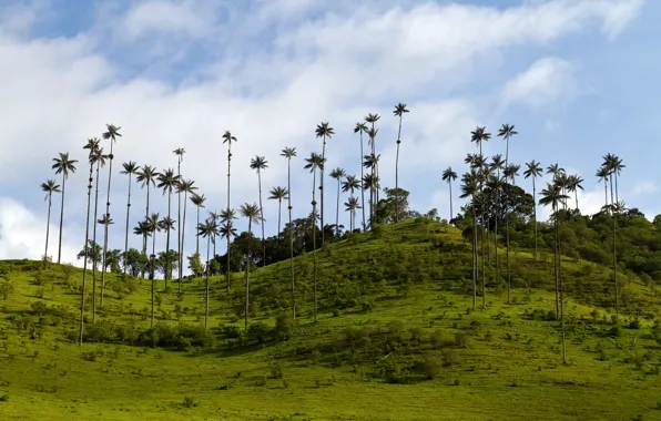 Картинка зелень, небо, трава, облака, деревья, тропики, пальмы, холмы, кусты, Колумбия